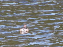 Tachybaptus ruficollis