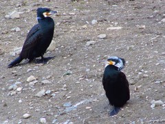 Phalacrocorax carbo