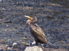 Phalacrocorax carbo