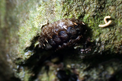 Acanthochitona sueurii