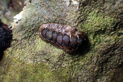 Acanthochitona sueurii