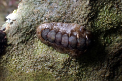 Acanthochitona sueurii