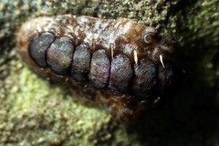 Acanthochitona sueurii