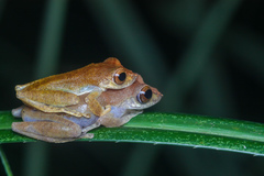 Leptomantis cyanopunctatus