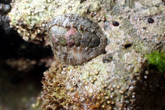 Acanthochitona sueurii