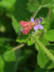Pyrausta signatalis