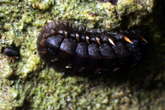 Acanthochitona sueurii