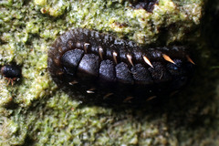 Acanthochitona sueurii