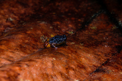 Chaperina fusca