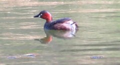 Tachybaptus ruficollis