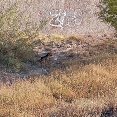 Canis familiaris