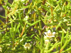 Diosma acmaeophylla