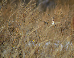 Carduelis carduelis