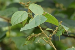 Mallotus repandus