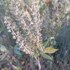Ambrosia trifida