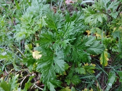 Artemisia vulgaris