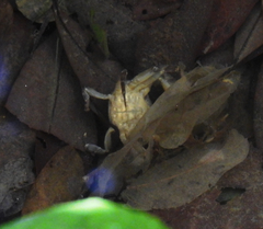 Cryptopotamon anacoluthon