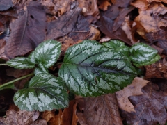 Lamium galeobdolon