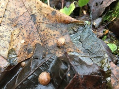 Perforatella bidentata