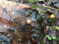 Perforatella bidentata