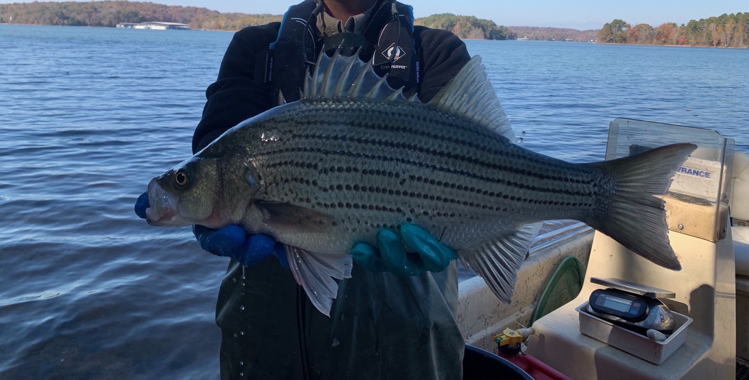 Striped Bass (Morone saxatilis) · iNaturalist