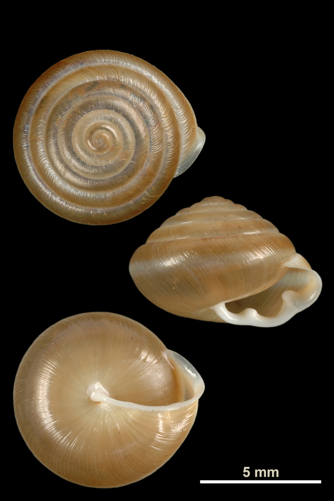 double-tooth hairy snail