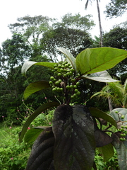Cordia tetrandra