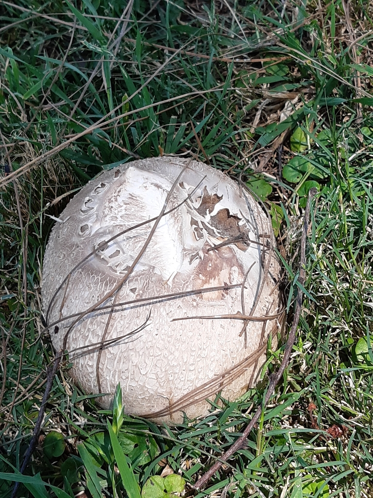 Calvatia cyathiformis · November 2021 · photo: © alicemoore1 (iNaturalist, cc-by)