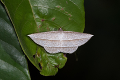 Heteralex rectilineata