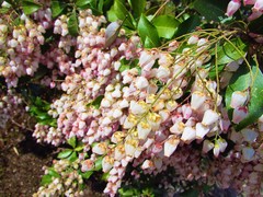 Pieris japonica japonica