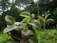 Cordia tetrandra