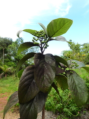 Cordia tetrandra