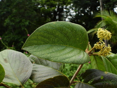 Cordia tetrandra