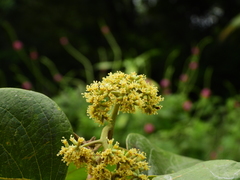 Cordia tetrandra