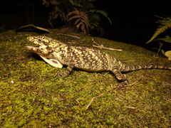 Anolis petersii
