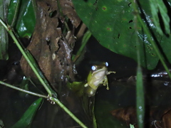 Chalcorana megalonesa