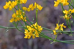 Coronilla juncea