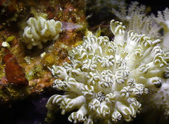 Phyllodesmium lembehense