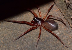 Corinninae