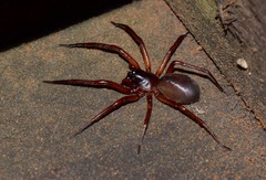 Corinninae