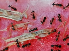 Pheidole foreli