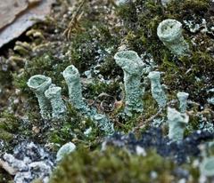 Cladonia carneola carneola
