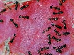 Pheidole foreli