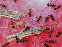 Pheidole foreli