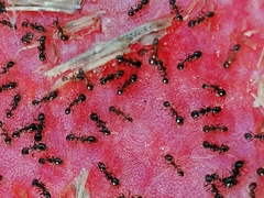 Pheidole foreli