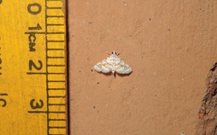Elophila scitalis