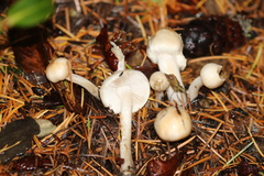 Inocybe pudica