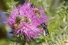 Pseudoanthidium tenellum