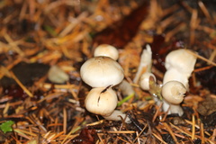 Inocybe pudica