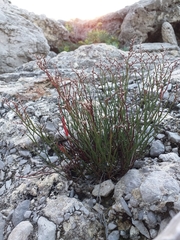 Limonium bocconei